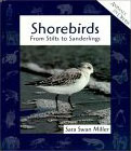 Shorebirds: From Stilts to Sanderlings